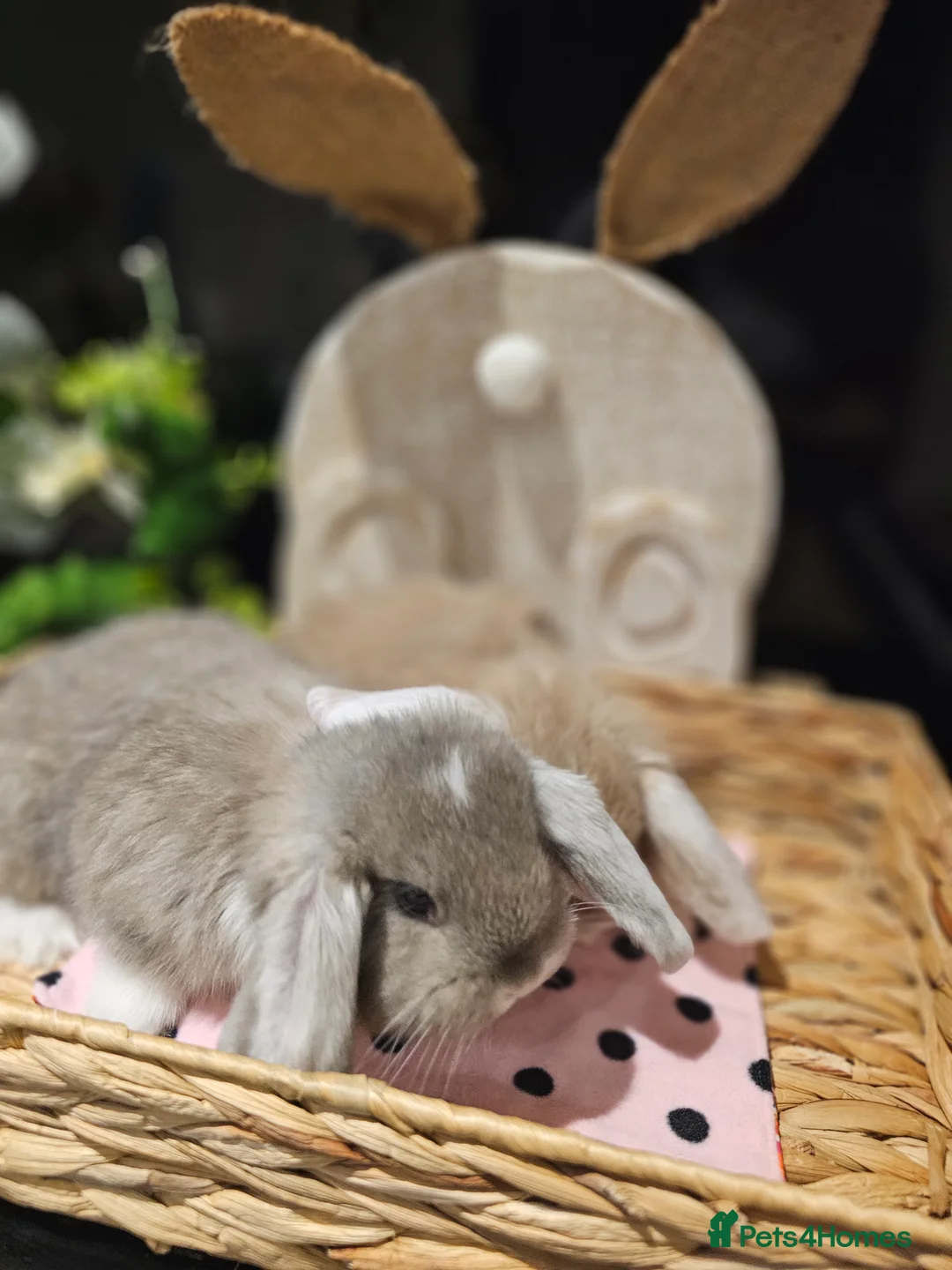 French Lop rabbits for sale: Giant French Lop Babies - Advert 3