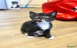 Mixed Breed cats for sale: Adorable Male Kittens Ready to Reserve - Image 3