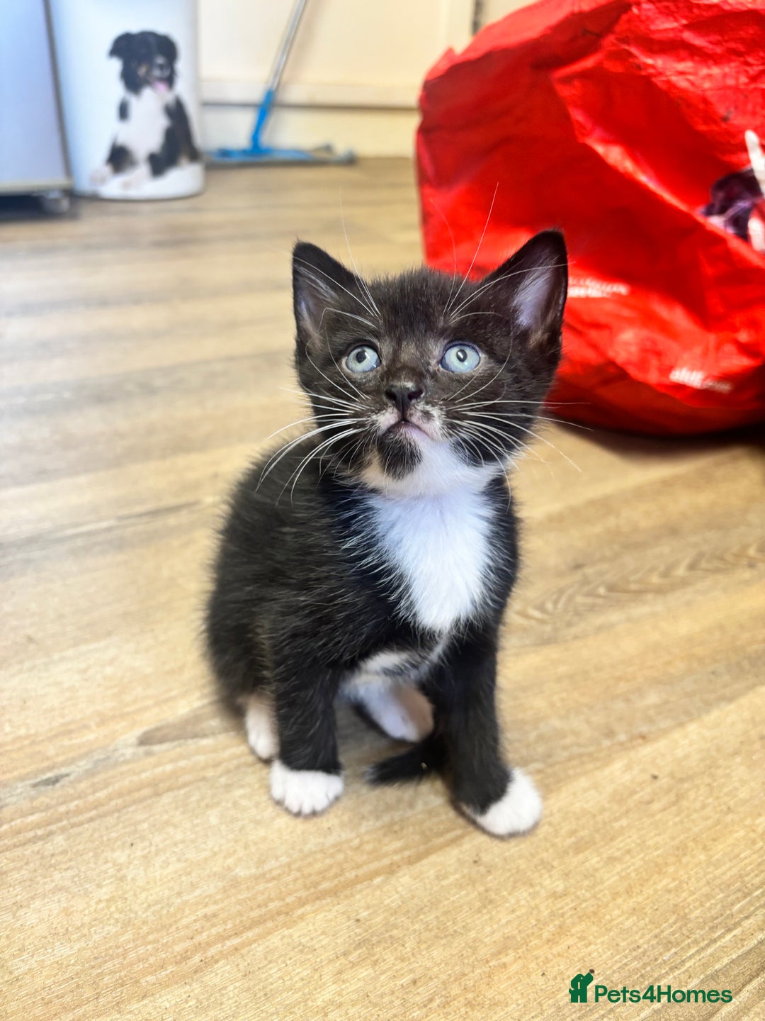 Mixed Breed cats for sale: Adorable Male Kittens Ready to Reserve - Image 3