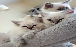 Ragdoll cats for sale: Stunning Adult Ragdoll and Kittens available!  - Image 15