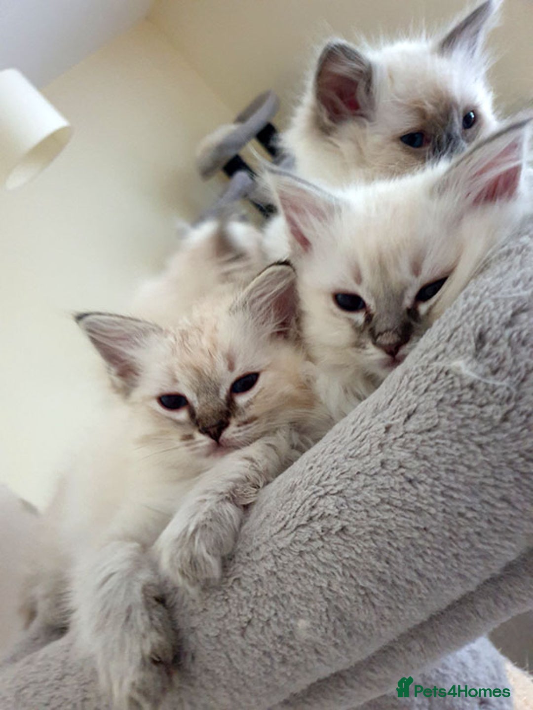 Ragdoll cats for sale: Stunning Adult Ragdoll and Kittens available!  - Image 15