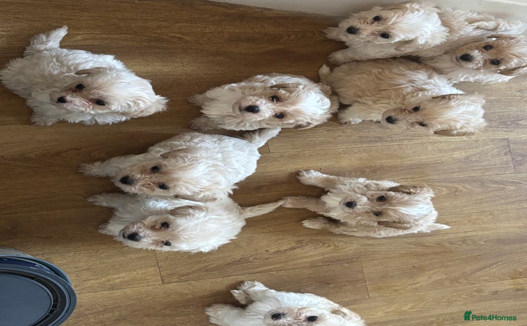 Maltipoo dogs - Advert 1