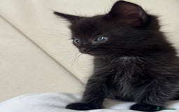 Ragdoll cats for sale: Rag doll - Image 4