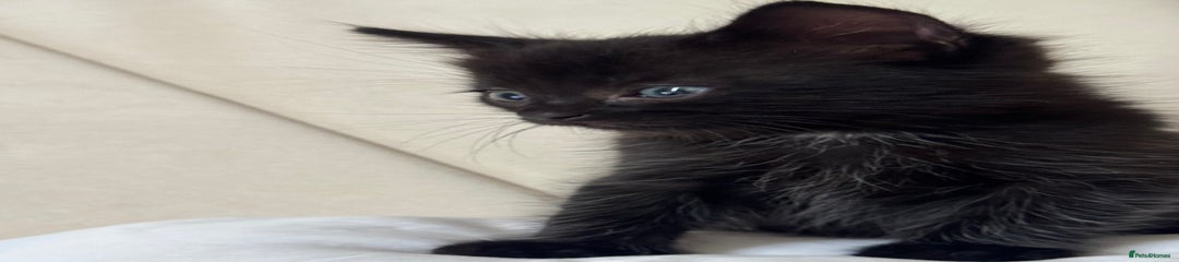 Ragdoll Kitten 1