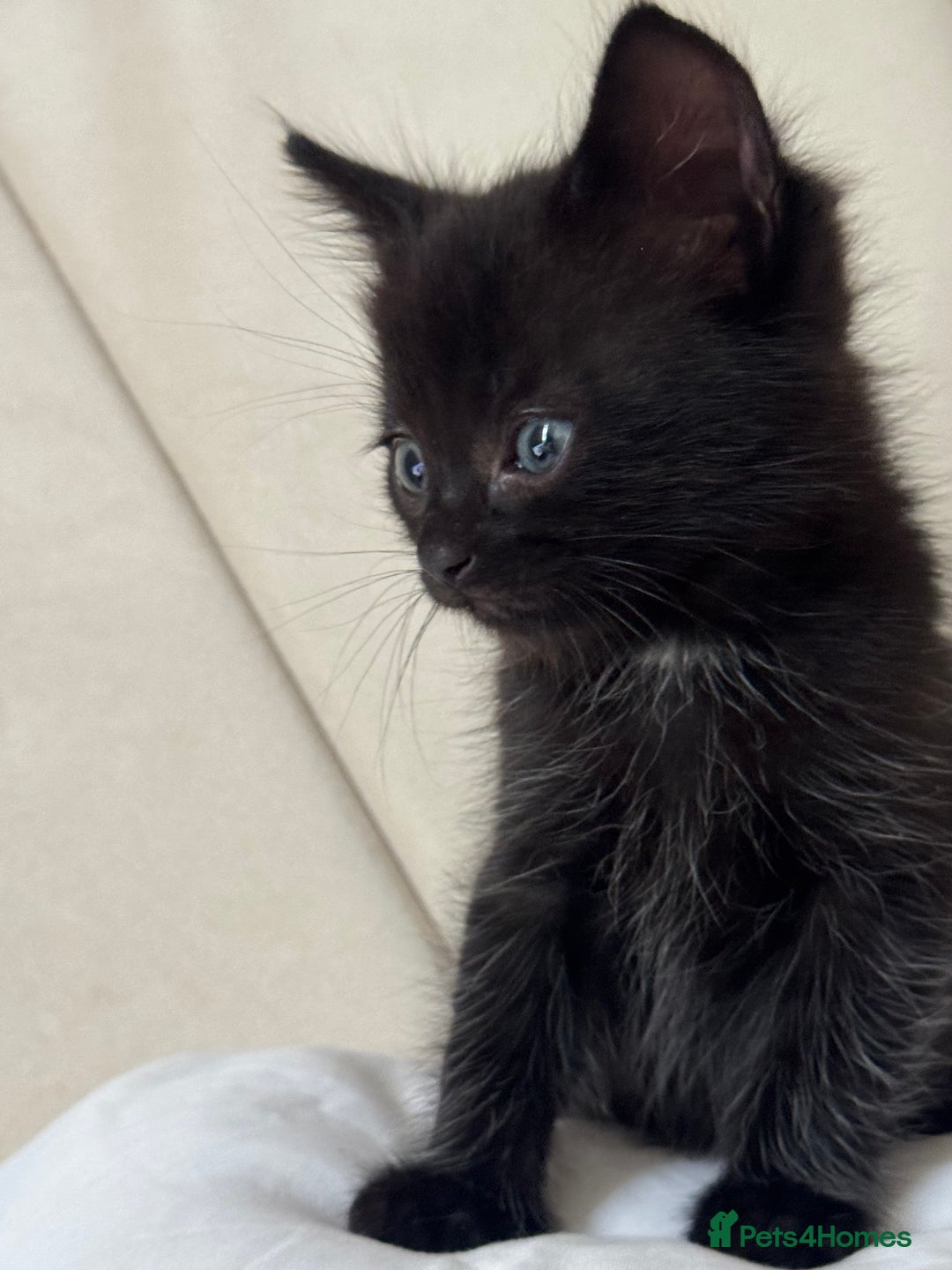 Ragdoll cats for sale: Rag doll - Image 4