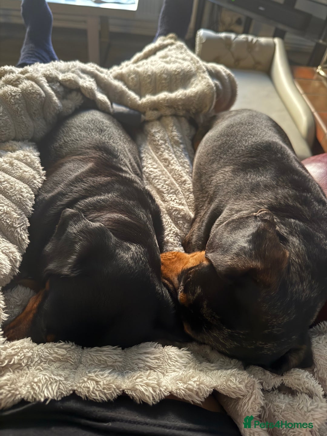 Miniature Dachshund dogs for sale: LADY & RUBY - Advert 2