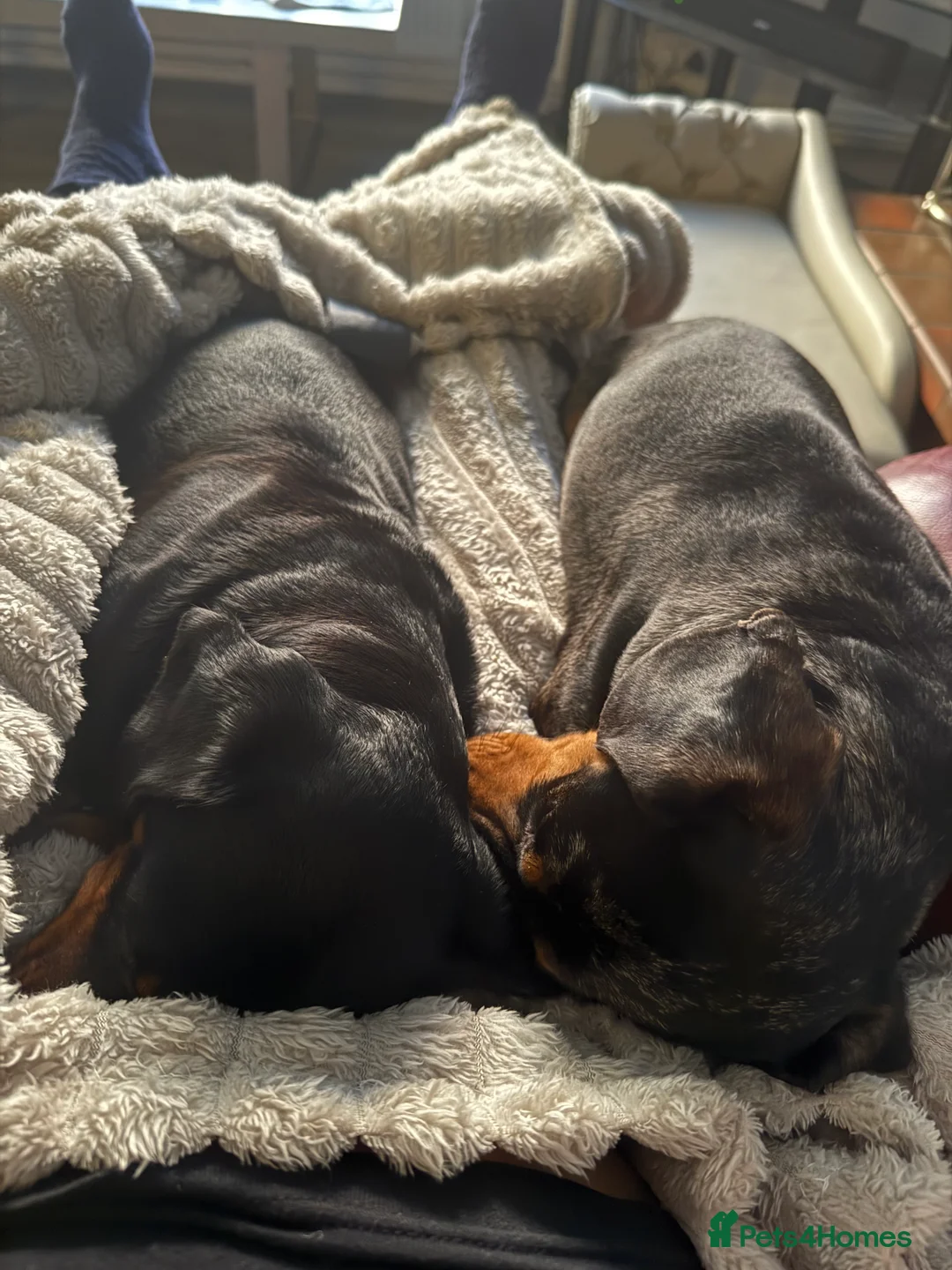 Miniature Dachshund dogs for sale: LADY & RUBY - Advert 2