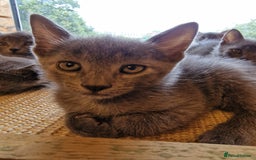Russian Blue cats for sale: Pure Russian Blue Kittens for sale - 2 Boys 1 Girl - Image 12