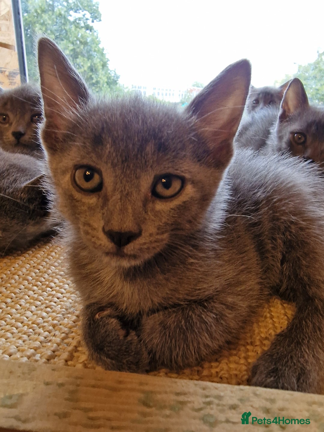 Russian Blue cats for sale: Pure Russian Blue Kittens for sale - 2 Boys 1 Girl - Image 12