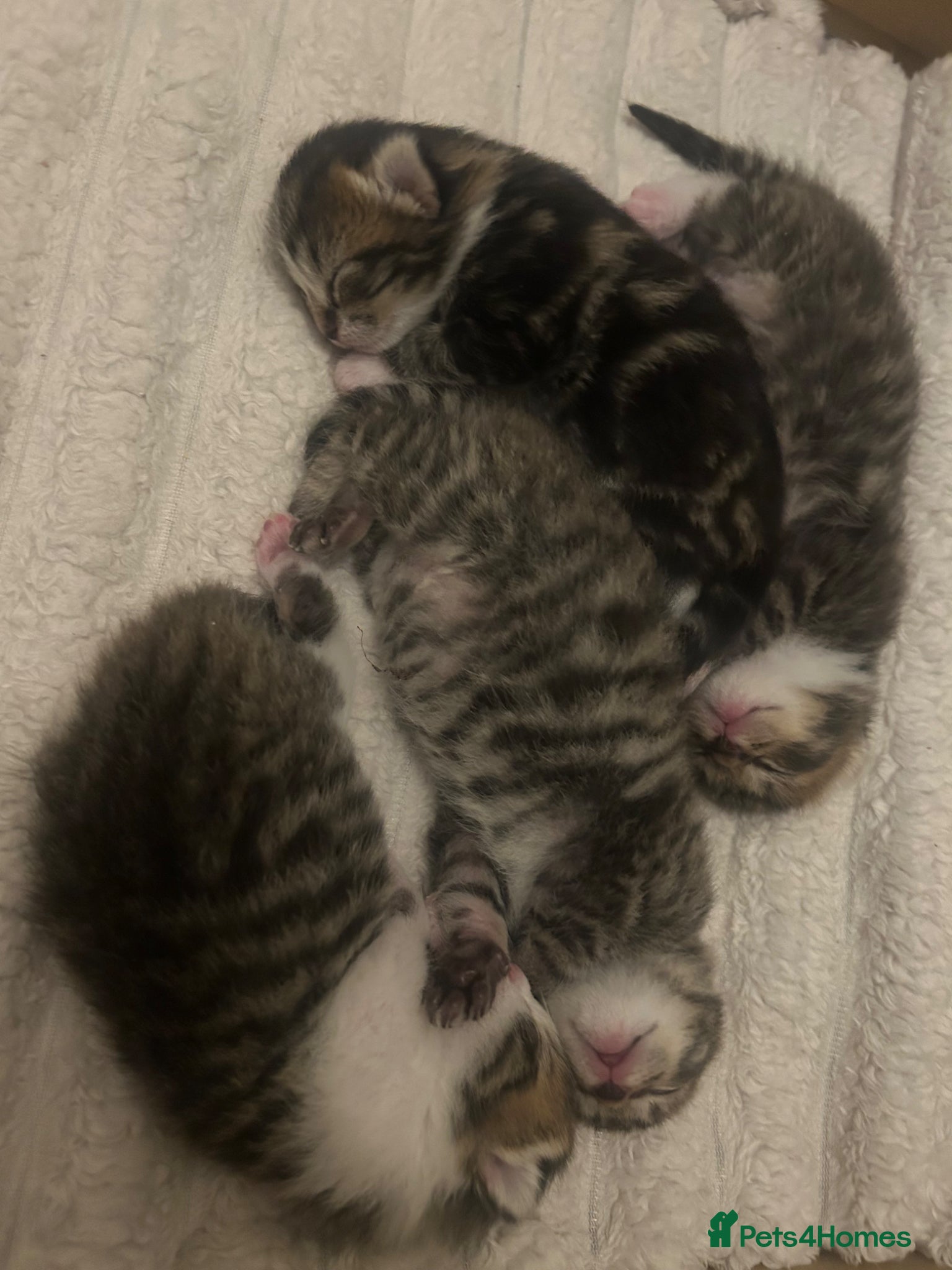 Mixed Breed cats Mixed Bengal Beautiful Kittens  - Advert 1