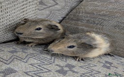 Guinea Pig rodents for sale: Guinea pig babies for sale  - Image 1