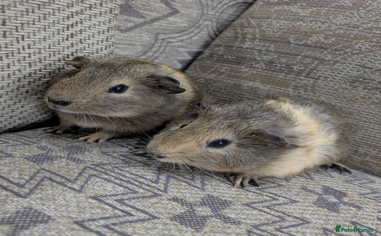 Guinea Pig rodents - Advert 1