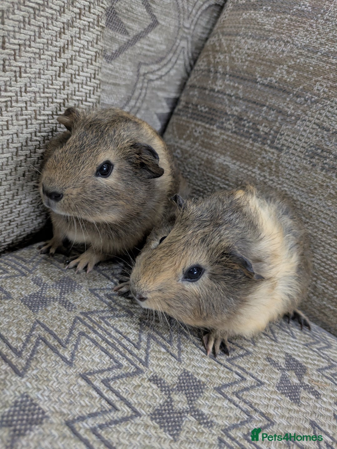 Guinea Pig rodents for sale: Guinea pig babies for sale  - Image 1