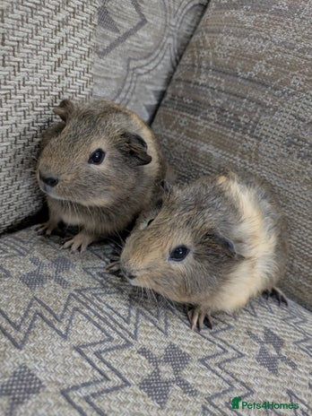 Guinea Pig rodents - Advert 16