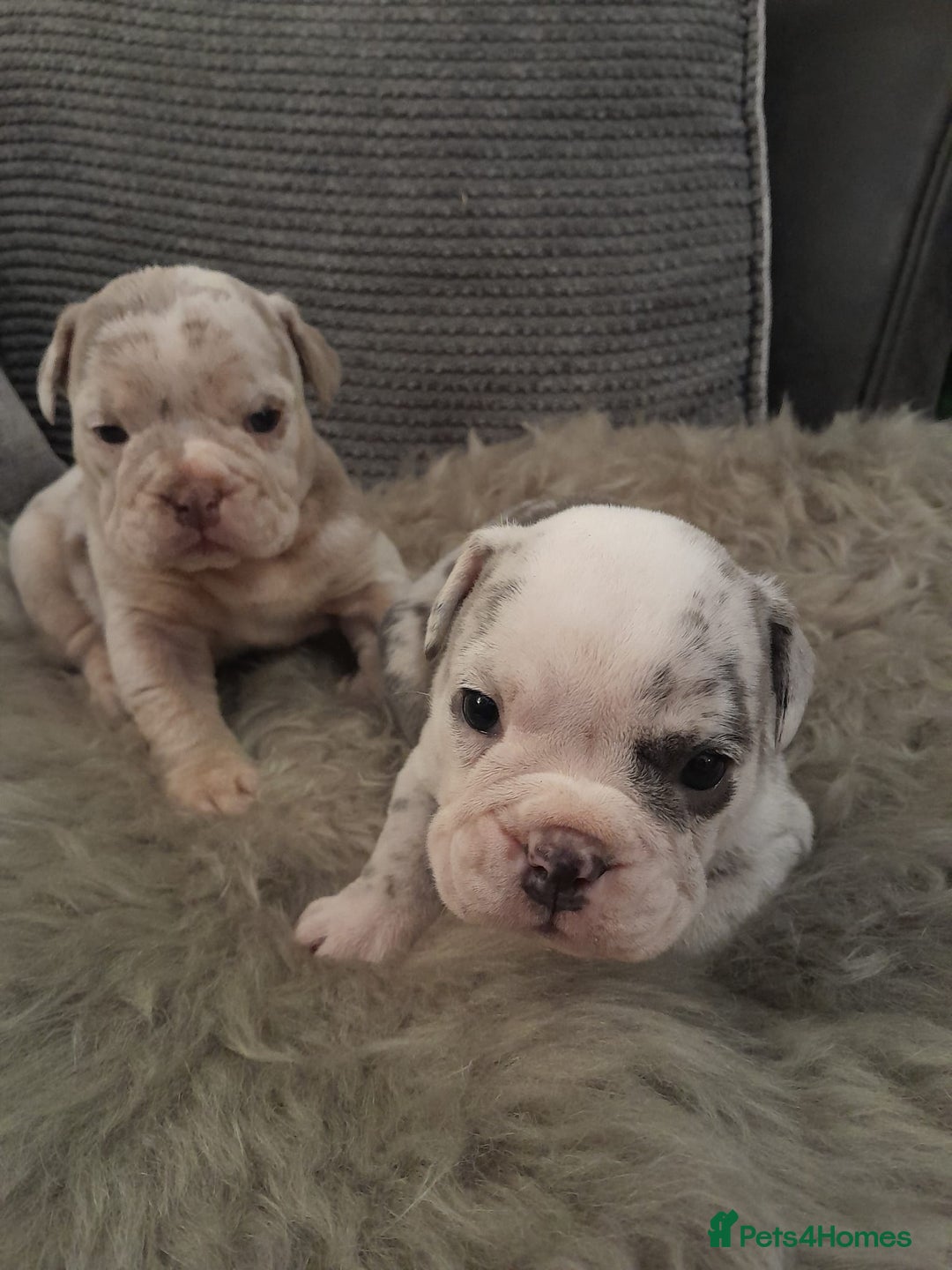Mixed Breed dogs for sale: 🐾🐶Stunning New English Bulldog Puppies🐶🐾 - Advert 6