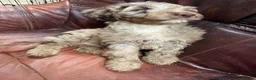 Sproodle dogs for sale: Sproodle  - Advert 8
