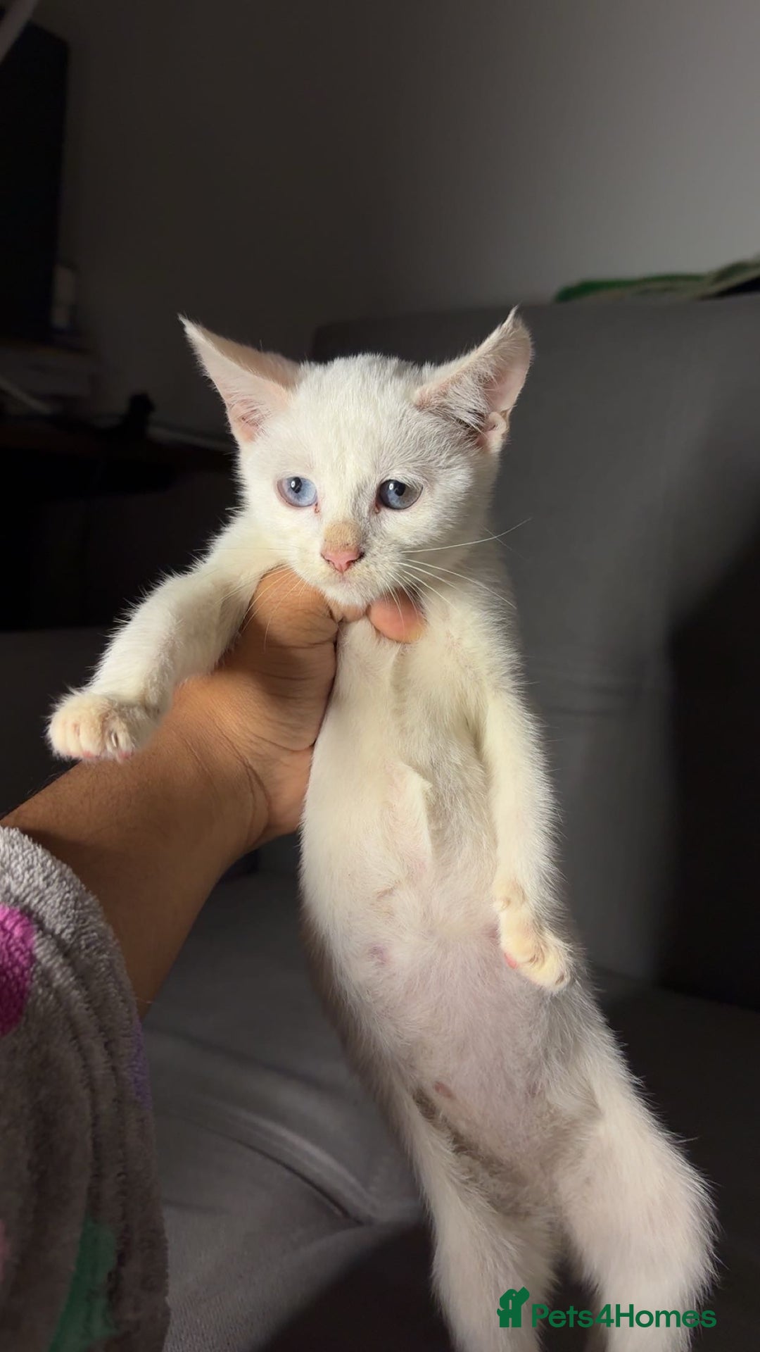 Turkish Angora cats for sale: X5 Beautiful Purebred Turkish Angora Kittens  - Advert 2