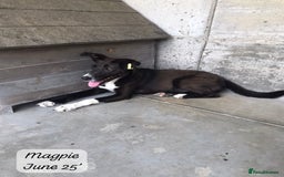 Mixed Breed dogs for adoption: Magpie- beautiful 1 year old- Reserved stc. in Brixham - Image 20