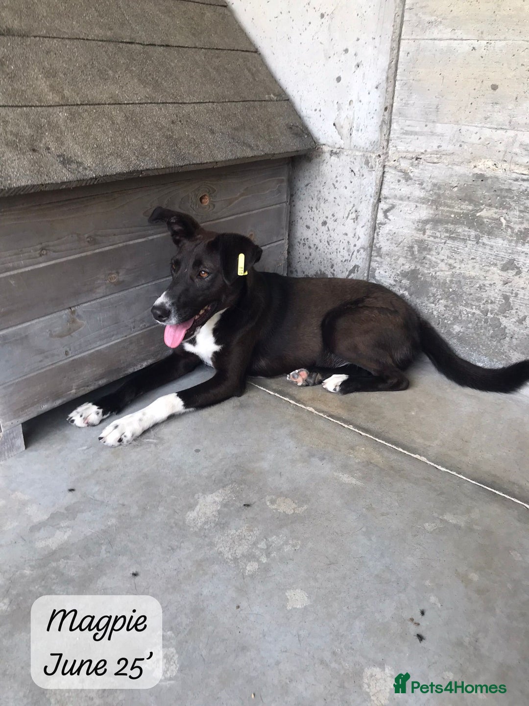 Mixed Breed dogs for adoption: Magpie- beautiful 1 year old- Reserved stc. in Brixham - Image 20