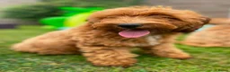 Australian Labradoodle dogs for sale: Australian Labradoodles Ready end October - Advert 6