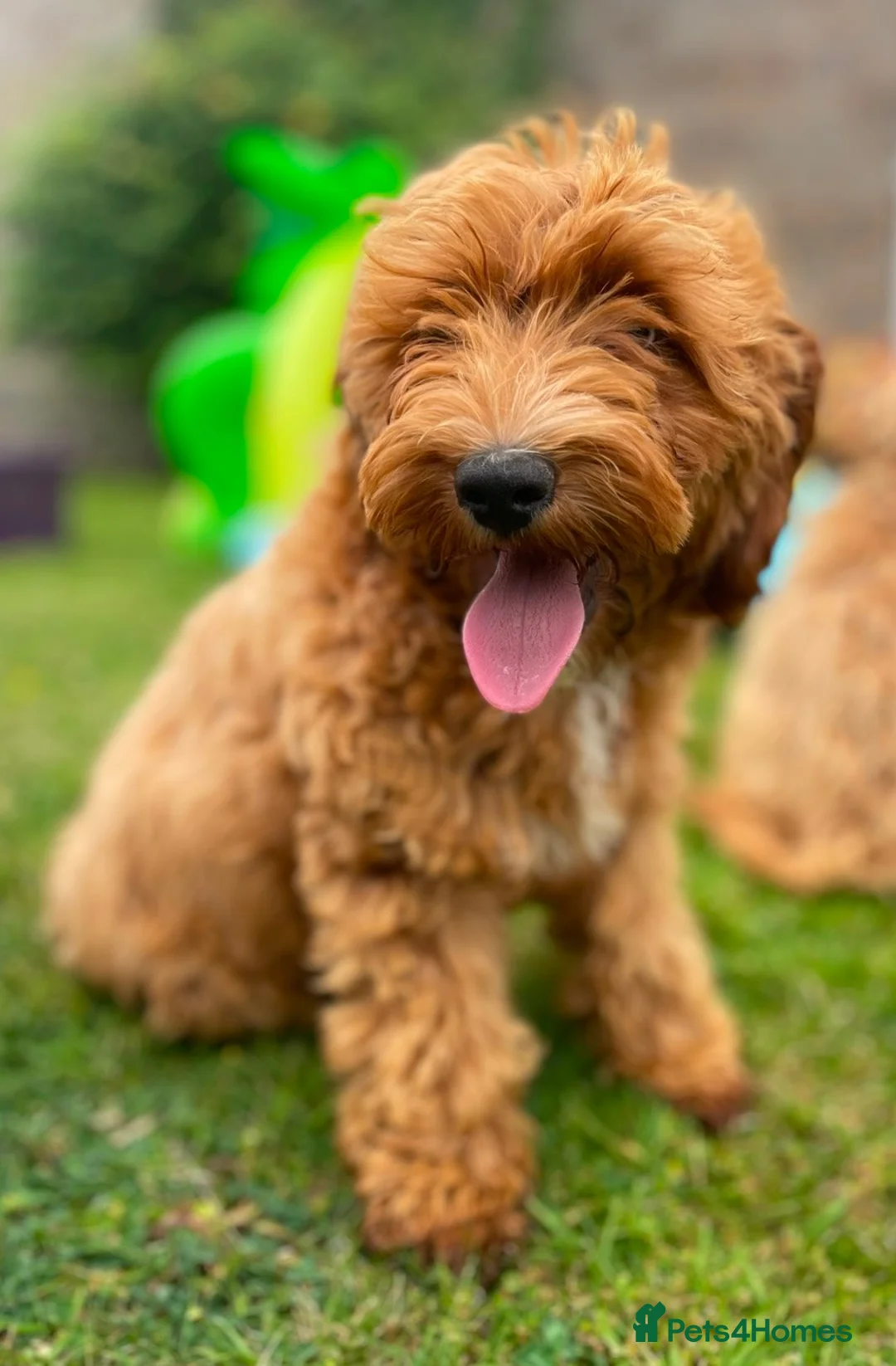 Australian Labradoodle dogs for sale: Australian Labradoodles Ready end October - Advert 6