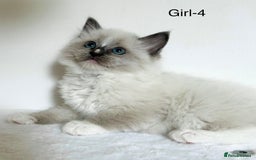 Ragdoll cats for sale: Beautiful Ragdoll kittens from Champion lines - Image 11