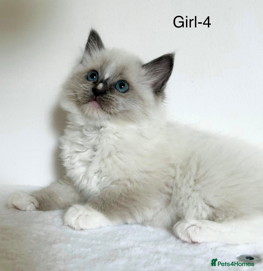 Ragdoll cats for sale: Beautiful Ragdoll kittens from Champion lines - Image 11