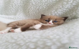 Ragdoll cats for sale: Stunning Seal Mink Mitted Female  - Image 6