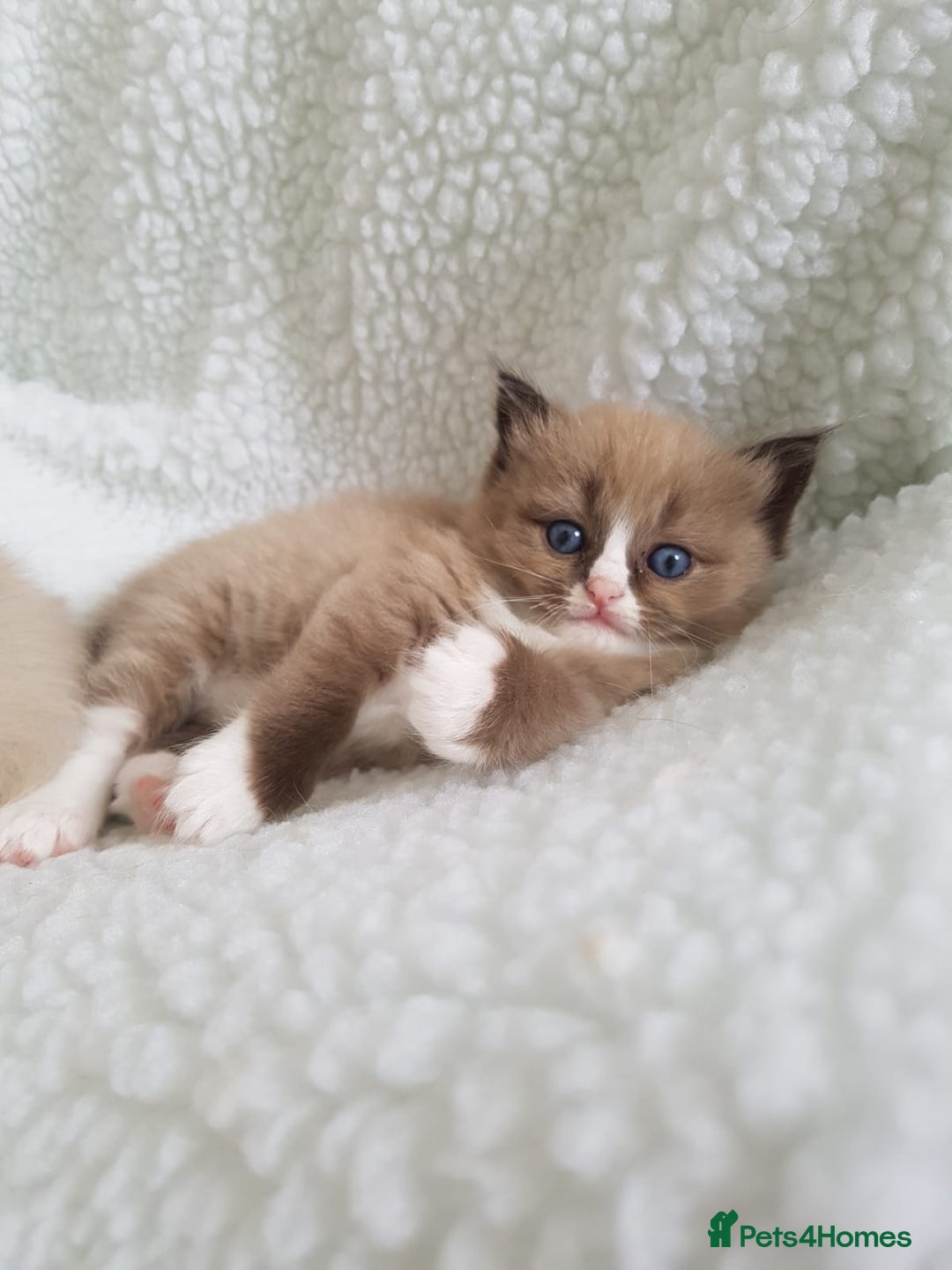 Ragdoll cats for sale: Stunning Seal Mink Mitted Female  - Image 6