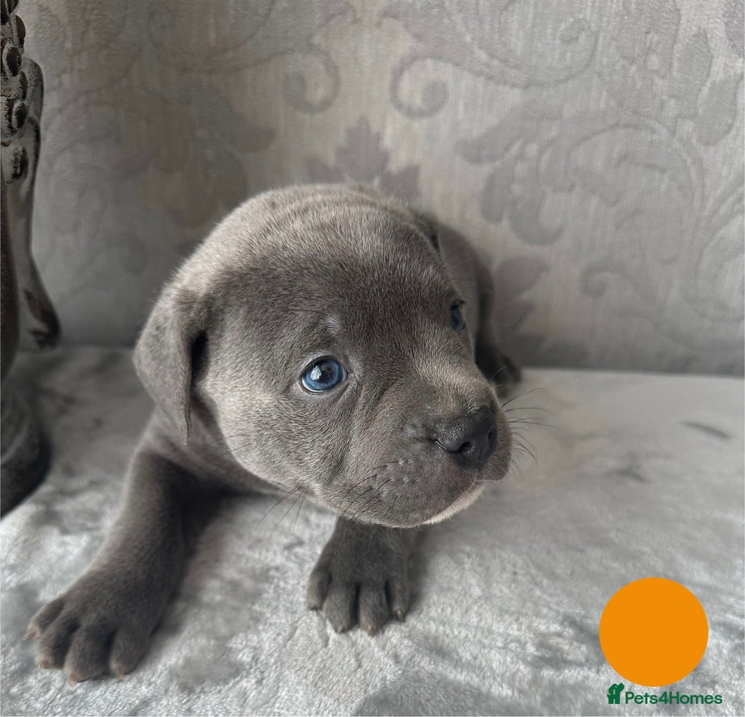 Staffordshire Bull Terrier dogs for sale: Chunky little staffy pups - Image 5