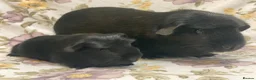 Guinea Pig rodents for sale: Mum and baby daughter pair available  - Advert 3