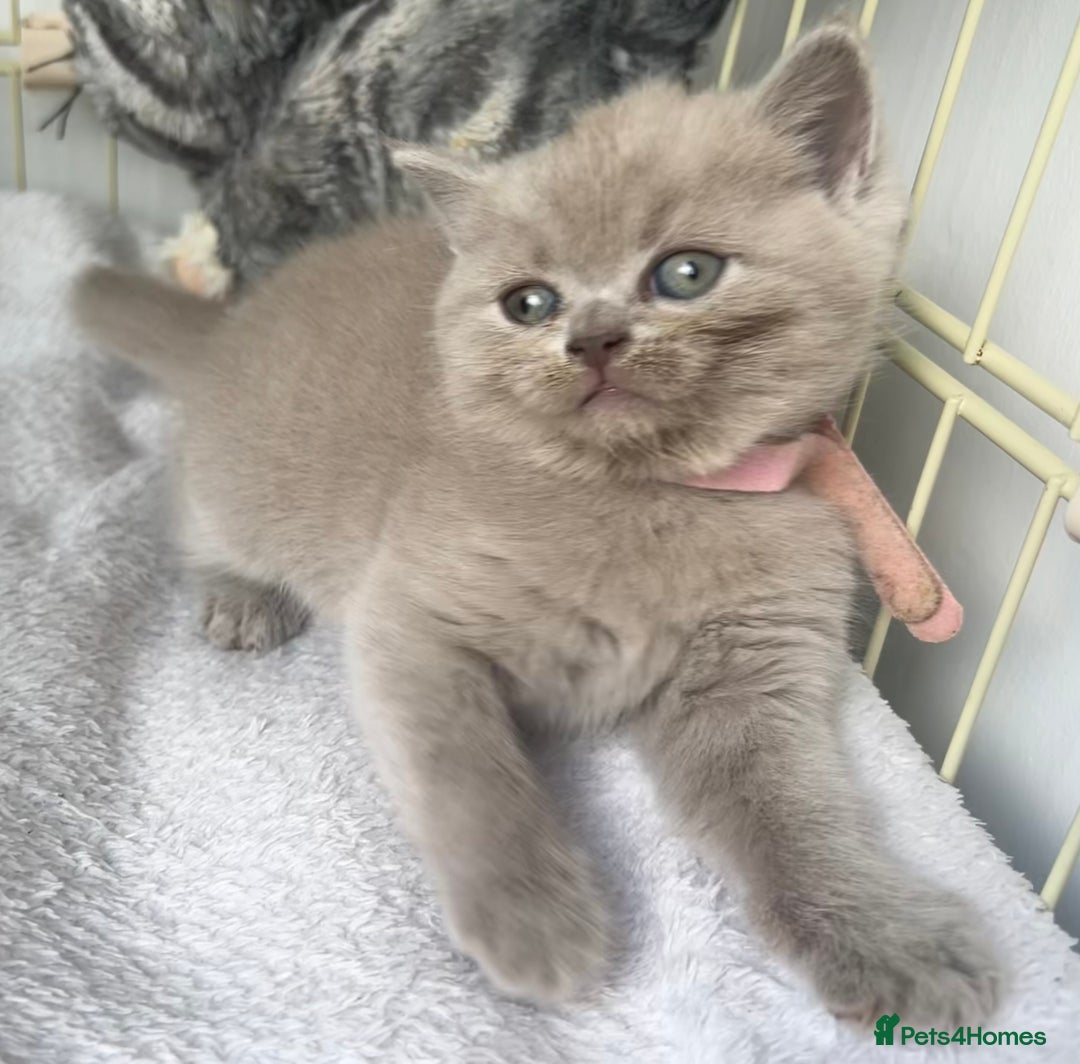 Scottish Fold cats for sale: Beautiful lilac Scottishfold straight ear kittens  - Image 14