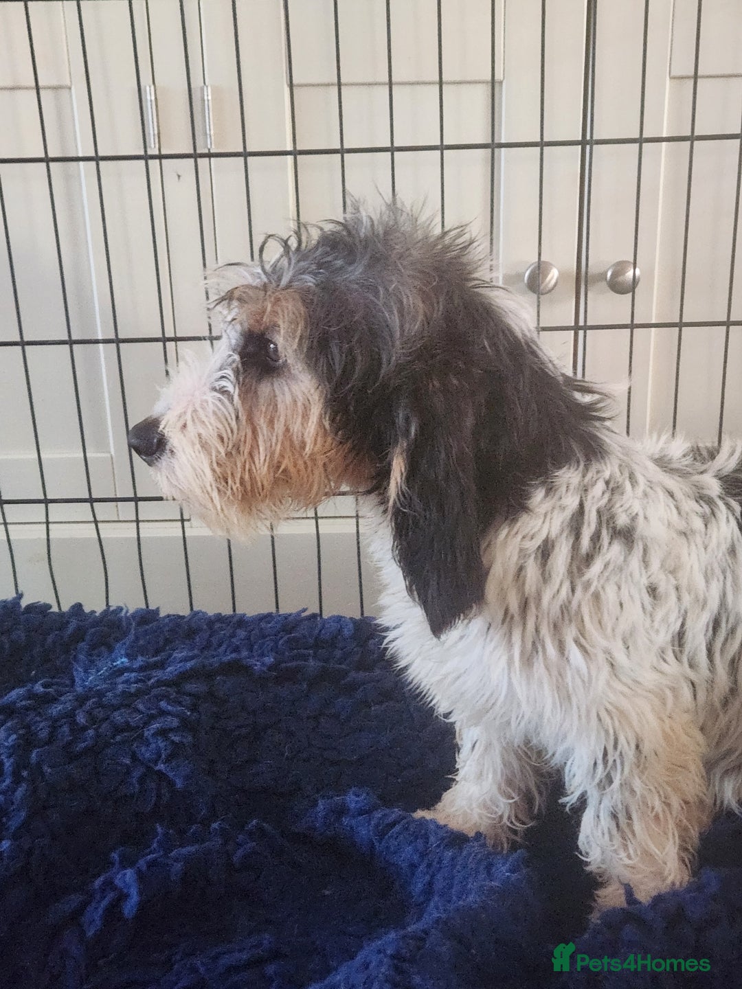 Basset Griffon Vendeen dogs for sale: Griffon grand bassets  - Advert 5