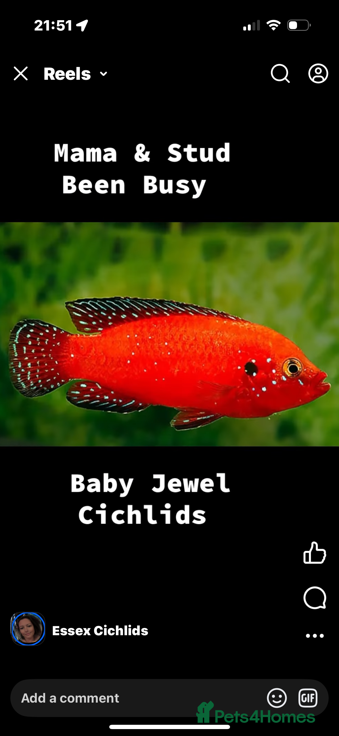 Cichlids fish Jewel Cichlids - Advert 1