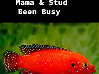 Cichlids fish Jewel Cichlids - Advert 1