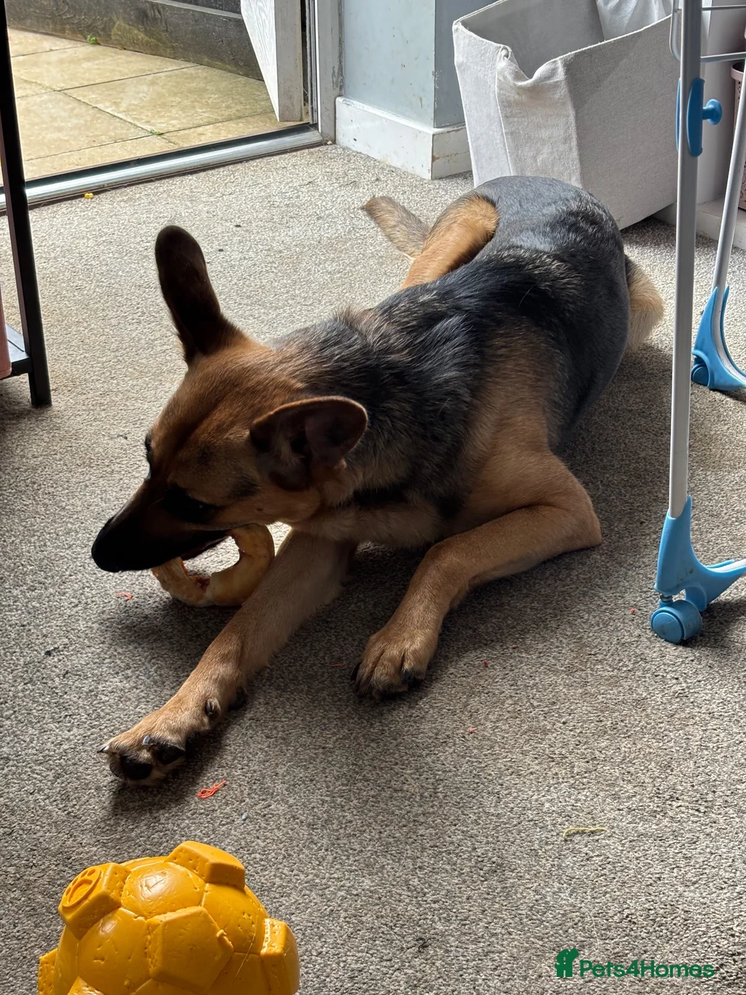 German Shepherd dogs for sale: German shepherd girl  - Advert 3