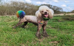Miniature Poodle dogs for stud: KC miniature poodle, phantom and parti carrier  in Bolton - Image 3