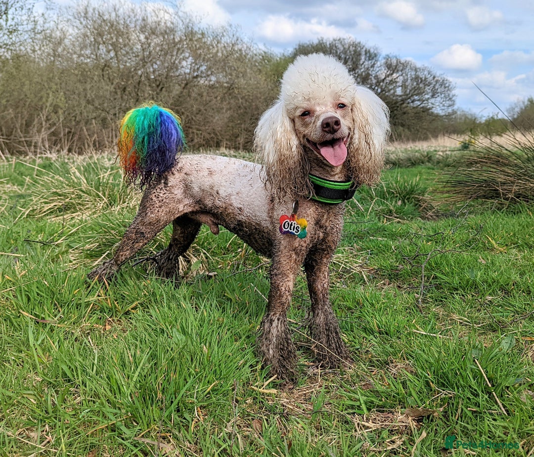Miniature Poodle dogs for stud: KC miniature poodle, phantom and parti carrier  in Bolton - Image 3