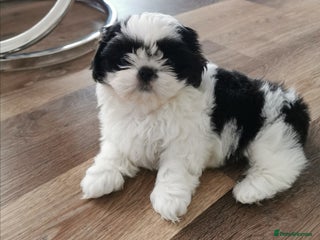 Shih Tzu dogs Imperial Shih Tzu Ready to leave - Advert 9