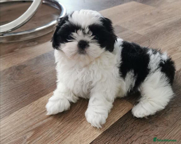 Shih Tzu dogs Imperial Shih Tzu Ready to leave - Advert 16