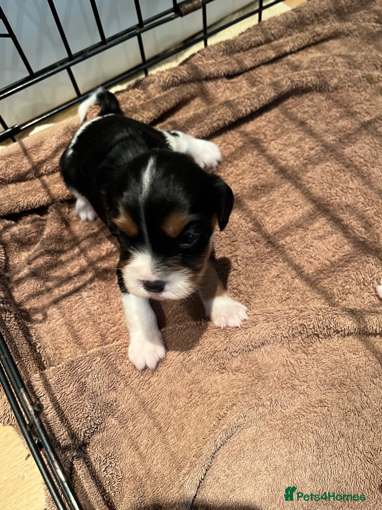 Cavalier King Charles Spaniel dogs Cavalier kings Charles puppies needing new homes  - Advert 5