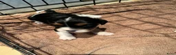 Cavalier King Charles Spaniel dogs for sale: Cavalier kings Charles puppies needing new homes  - Advert 2
