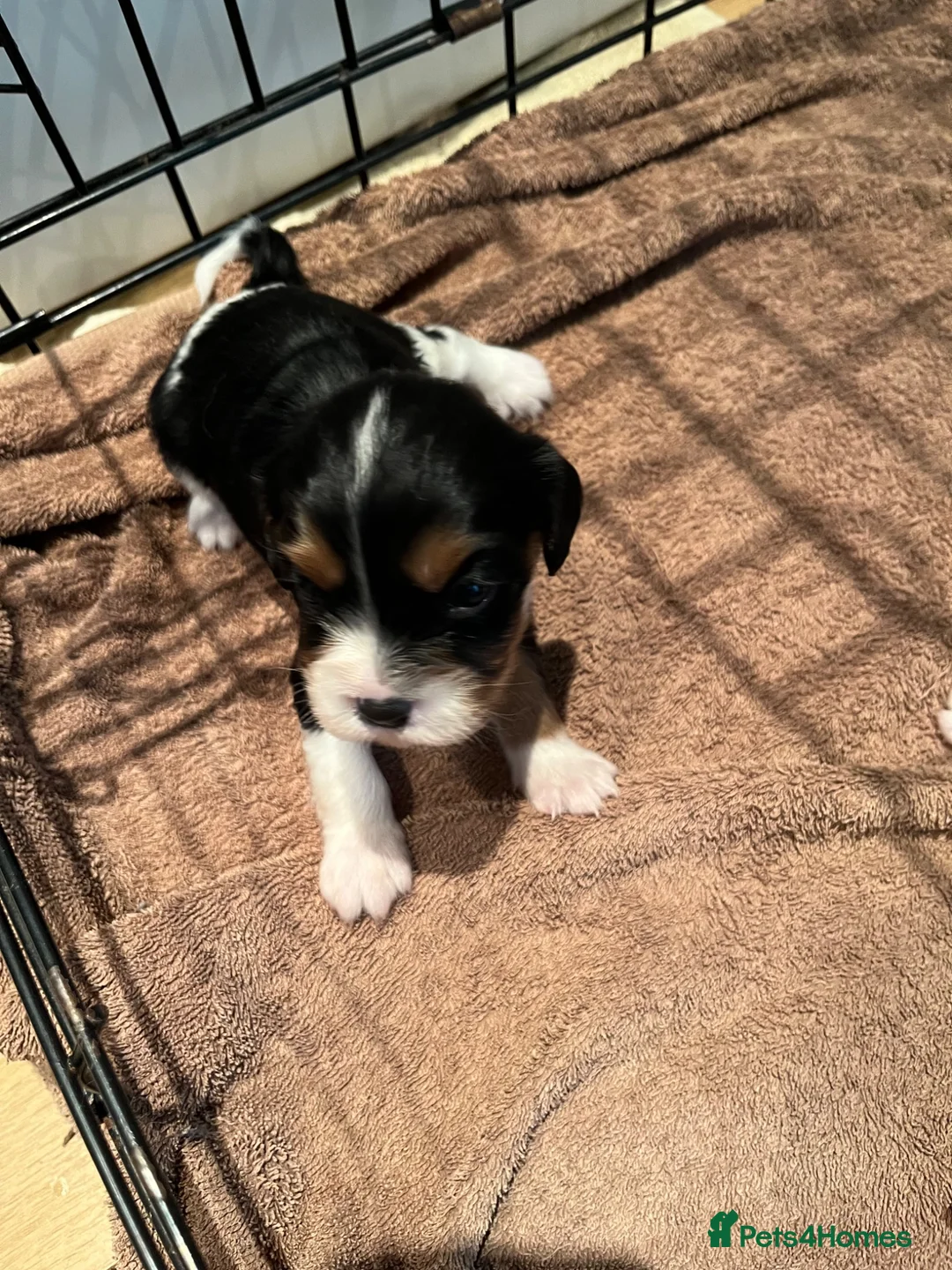 Cavalier King Charles Spaniel dogs for sale: Cavalier kings Charles puppies needing new homes  - Advert 2