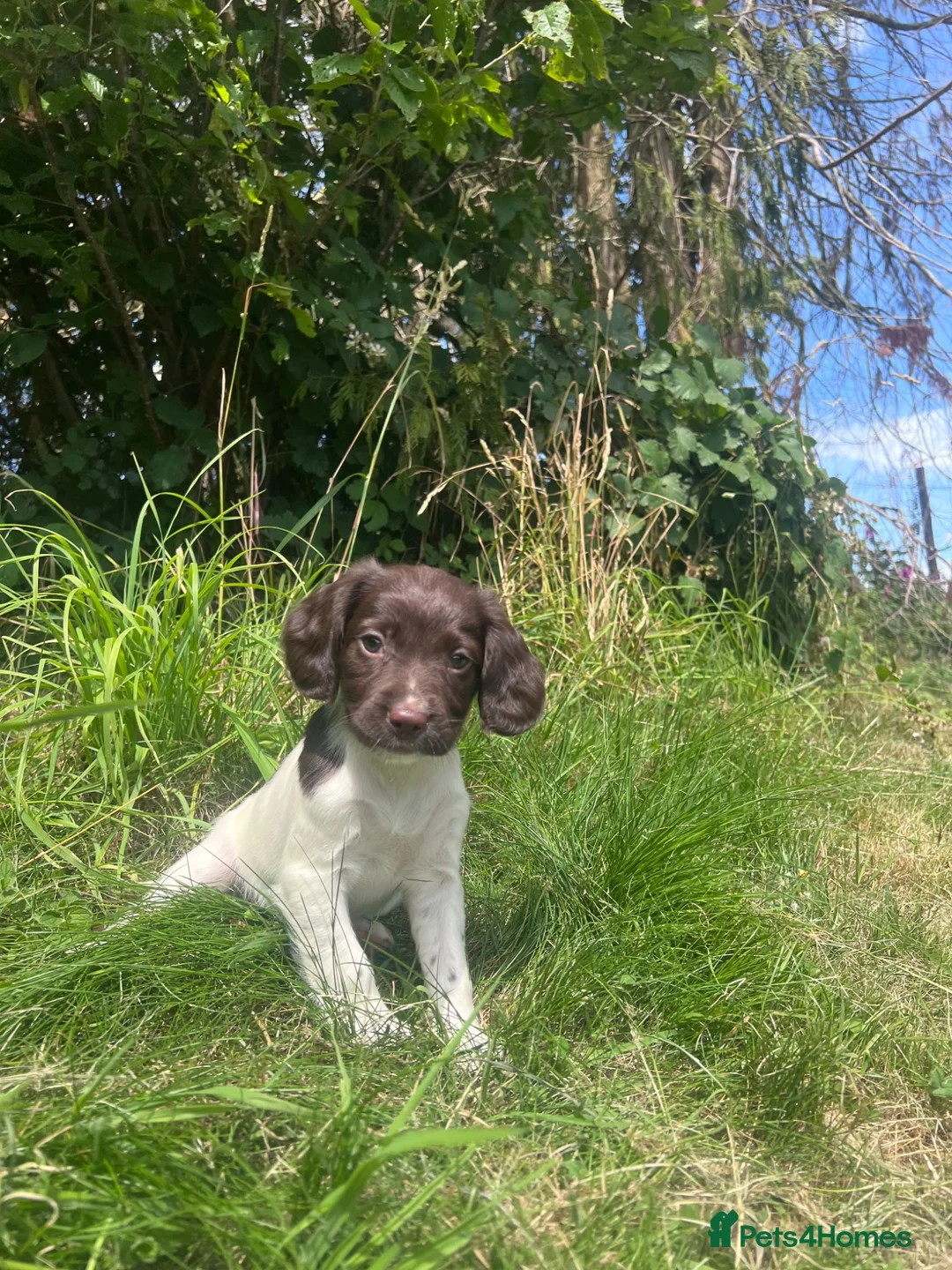 English Springer Spaniel dogs for sale: Gorgeous English Springer Spaniels - Advert 2
