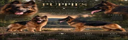 German Shepherd dogs for sale: Outstanding pedigree German Shepherd Girls  - Advert 3