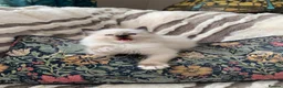 Ragdoll cats for sale: Gccf Anne Baker lines champion Ragdoll kittens  - Advert 22
