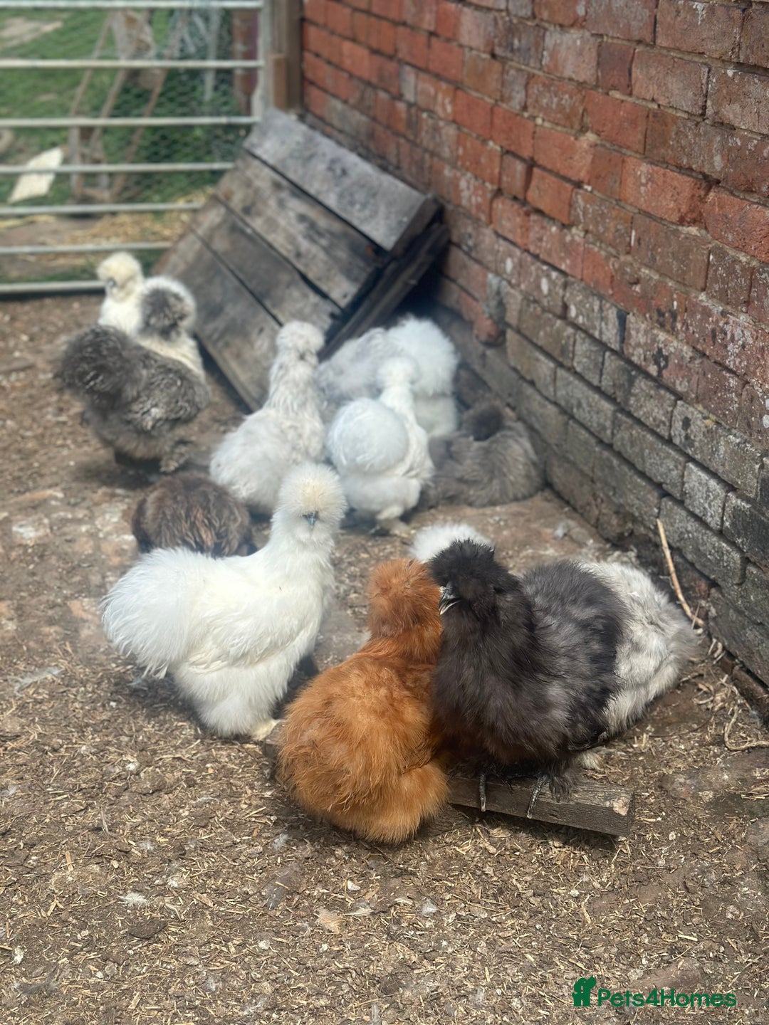 Hens poultry for sale: Beautiful coloured silkie hens point of lay/pullet - Image 3