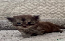 Maine Coon cats for sale: Reserve your dream kitten now - Image 14