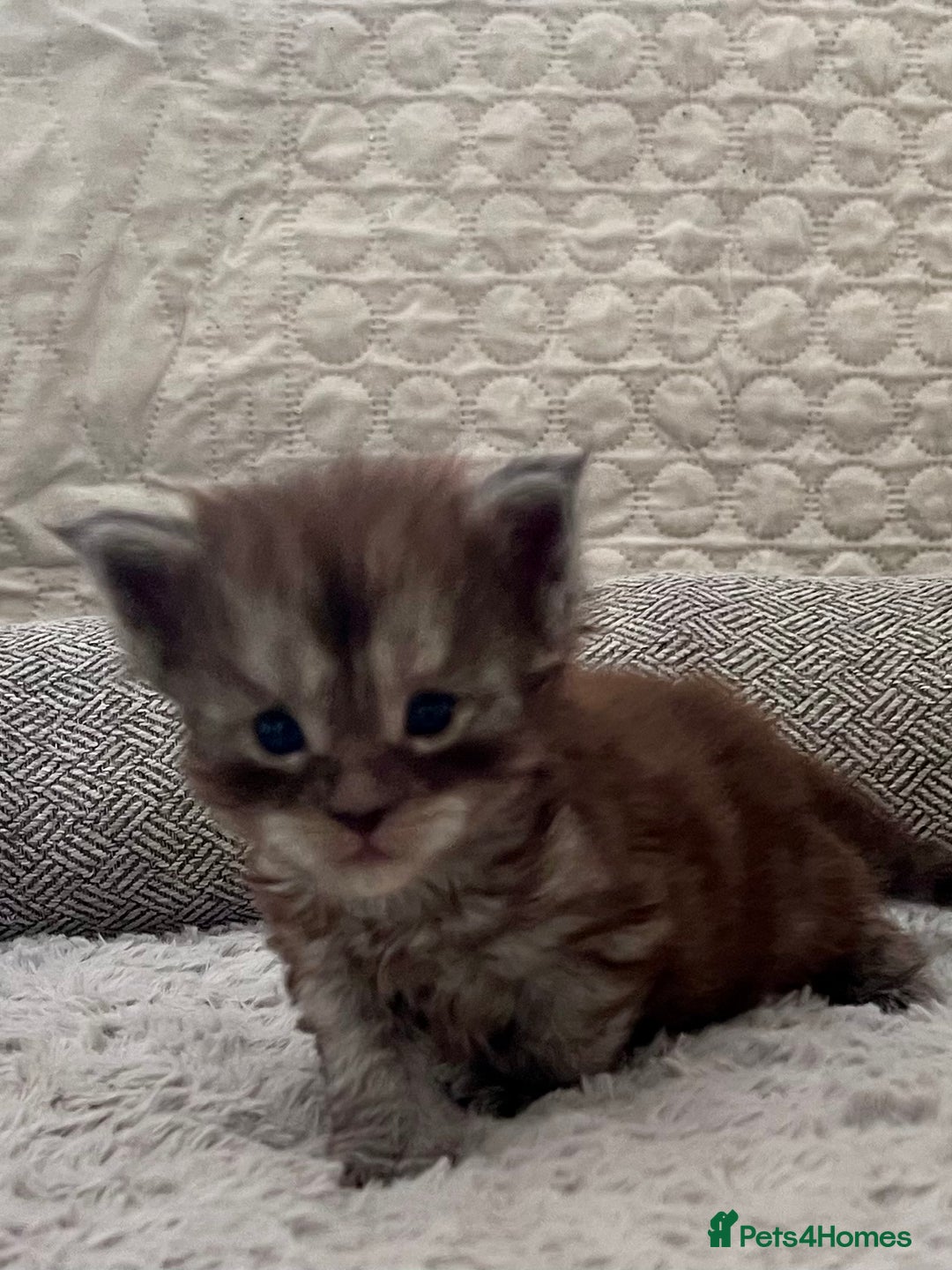 Maine Coon cats for sale: Reserve your dream kitten now - Image 14