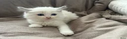 Ragdoll cats for sale: Pure Ragdoll Kittens - Advert 11